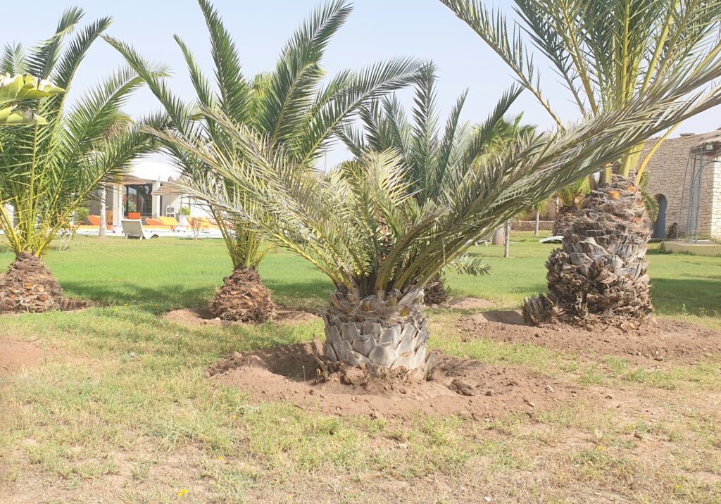 Palmiers al'exterieur de la villa Noraya a Essaouira